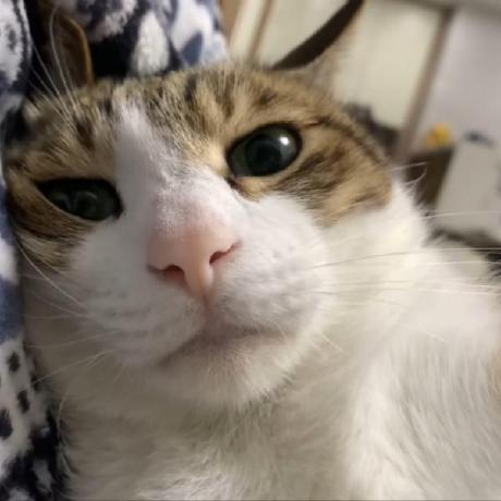 Macgeargear Gear Github - Desktop Landscape Patterns for Desktop