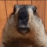 Suleymanbalaban3 S Leyman Balaban Github - Best Vintage Backgrounds in Mobile