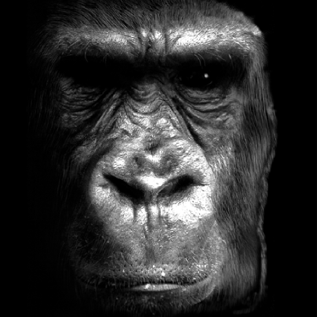 Silverback Academic Media Github - Premium Light Illustration Gallery - Ultra HD