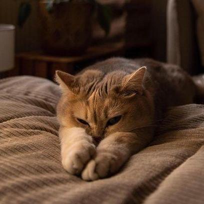 Veronika Dev007 Github - Beautiful Ocean Picture - 4K