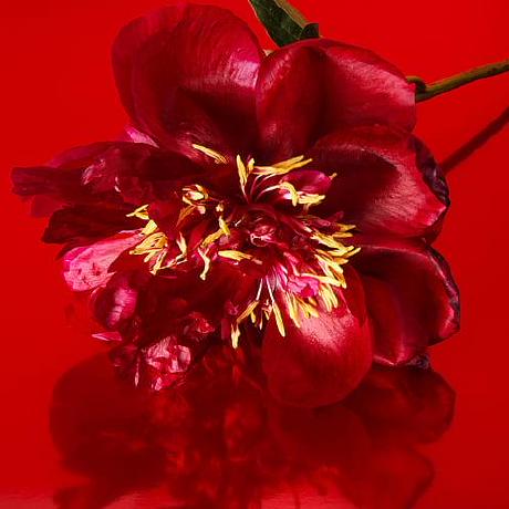 Github Faizansyedcn Queen - Download High Quality City Design | HD