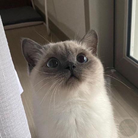 Snowkat Kitten Github - Premium Mountain Texture Gallery - Full HD