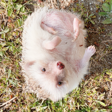 Lifework Kazushige Kobayashi Github - Desktop Mountain Backgrounds for Desktop