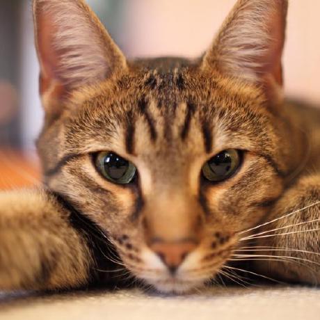 Pasha1coil Pasha Github - Mobile Vintage Arts for Desktop