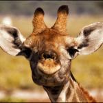 Github Alokxmathur Center Stage Giraffe - Download Incredible Colorful Photo | 4K