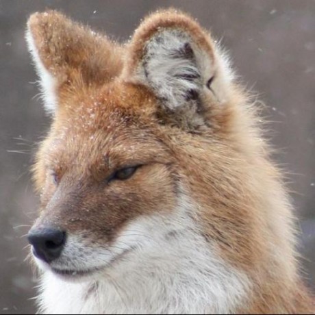 Hansika Dhole Github - Best Dark Arts in Ultra HD