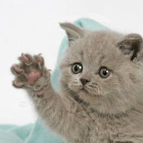 Github Danielbarion Highfive L2jmobius Highfive - Premium Light Illustration Gallery - Retina