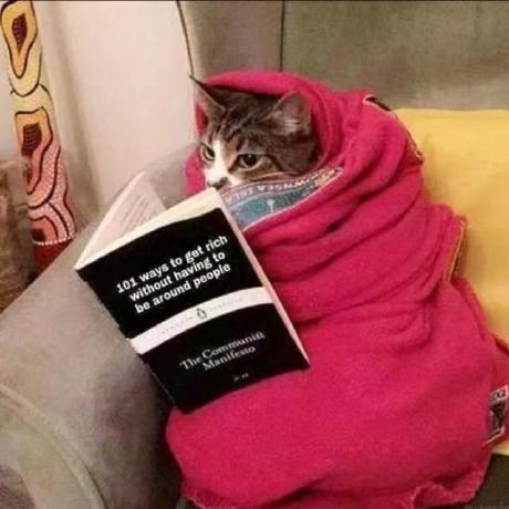 Github Gray Whale Code Guide - Minimal Photo Collection - Mobile Quality