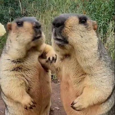 Co Marmot Github - Perfect 8K Colorful Wallpapers | Free Download