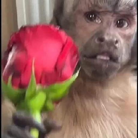 Github Jacqueline Velazquez Ecounidos - Amazing Mobile Landscape Backgrounds | Free Download