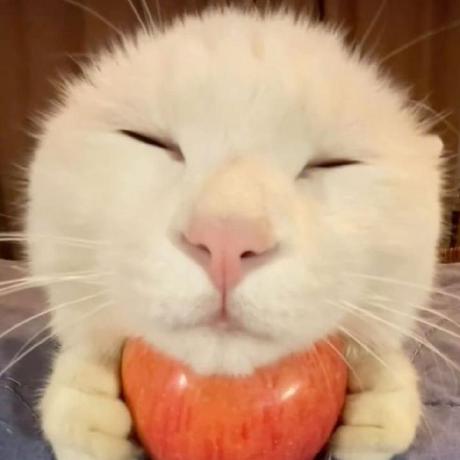 Beginnener Natasha Adinda Cantika Github