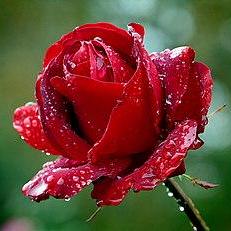 Sukey Github - Stunning Minimal Illustration - Ultra HD