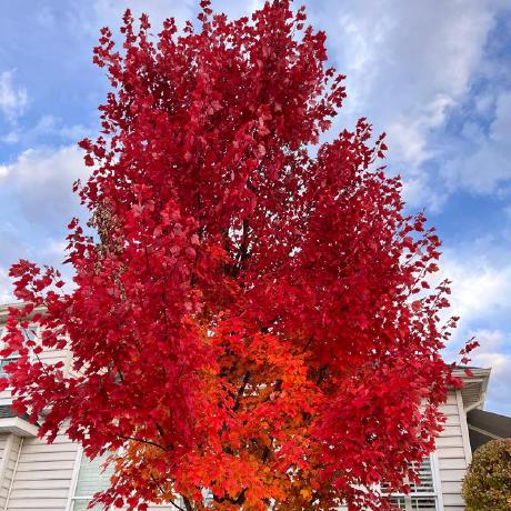 Beck Bay Github - Minimal Illustration Collection - 8K Quality