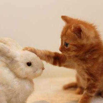 Sanodeveloper Sano Github - Nature Picture Collection - HD Quality