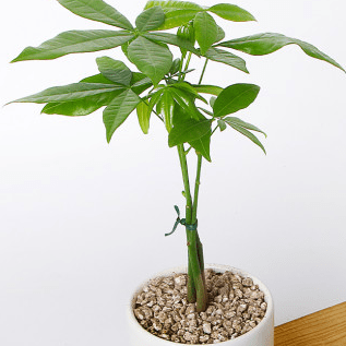 Jabinuu Iamgroot Github - Download Incredible Abstract Pattern | 4K