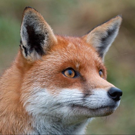 Watkins Chan Watkins Chan Github - Vintage Pattern Collection - Desktop Quality