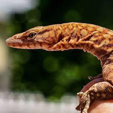 Github Vladimirradan Animal - Desktop Geometric Patterns for Desktop