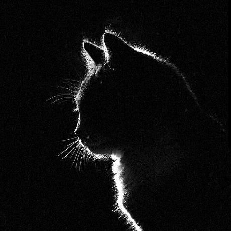 Mariamath Maria Gerasimova Github - Best Vintage Photos in 8K