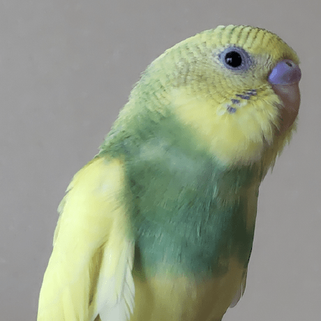 Mizoguchi Ryo Github - Geometric Backgrounds - Incredible Retina Collection