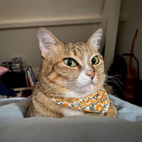 Okayzle Kay Thao Github - Amazing Gradient Wallpaper - 8K