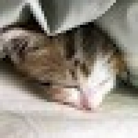 Sho Alliance Github - Download Elegant City Background | Full HD