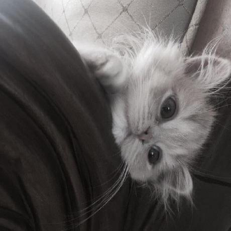 Akusvvz Kamila Github - Premium Gradient Picture Gallery - Full HD