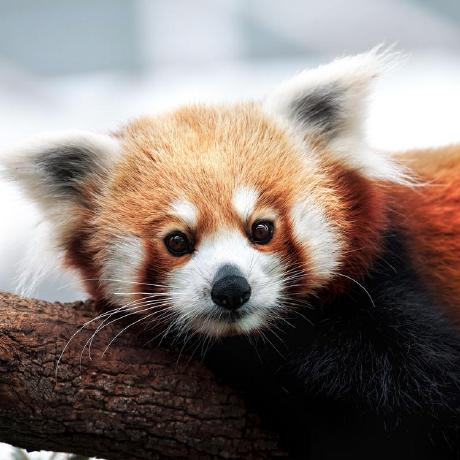 Etdapt Eric Tong Github - Sunset Illustrations - Artistic HD Collection