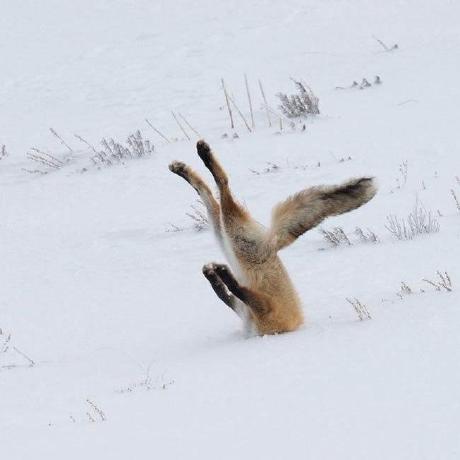 Devdiaryaz Alena Zarubina Github - Premium Geometric Art Gallery - Desktop