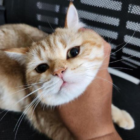 Luan Ngo Test Github - Creative Colorful Design - Desktop