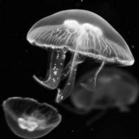 Djsevy Dallin Sevy Github - Light Photo Collection - HD Quality