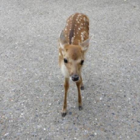 Ting Pei Github - Perfect Mobile Space Designs | Free Download