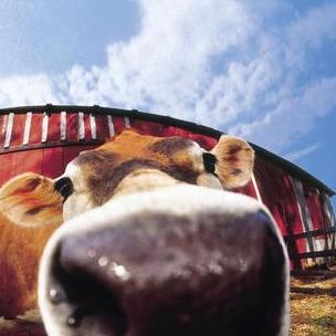 Algernon A Github - Dark Illustration Collection - High Resolution Quality