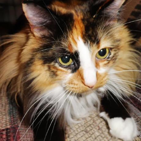 Stonenaylor Stone Naylor Github - Mountain Illustrations - Perfect Retina Collection