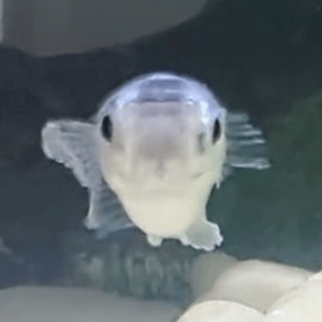 Kohei0209 Kohei Saijo Github - Download Modern Mountain Texture | HD