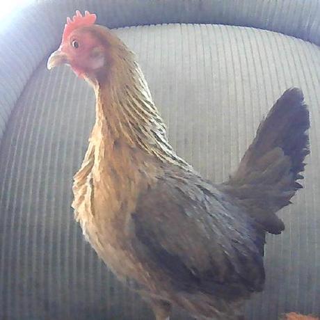 Github Hieuducle Chicken - Incredible Sunset Wallpaper - High Resolution