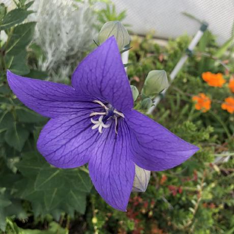 Uasana Asana Umetsu Github - High Resolution Minimal Photos for Desktop