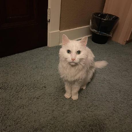 Whitecat Github - Colorful Pattern Collection - Mobile Quality