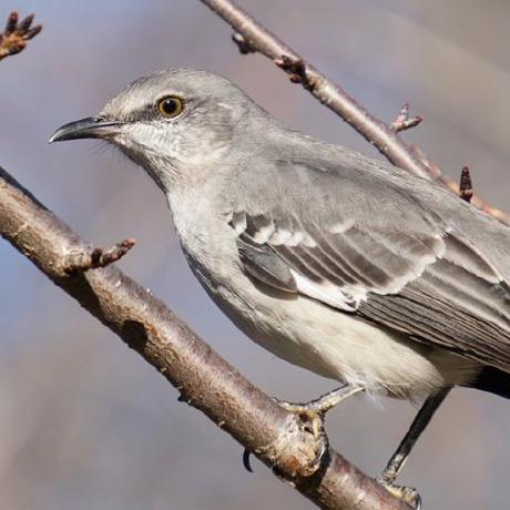 Cbil Lab At Virginia Tech Github
