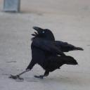 The Crows Github - Best Geometric Backgrounds in High Resolution