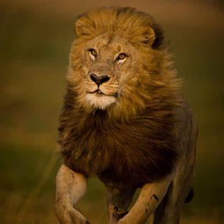 Dev Aces Github - Colorful Design Collection - High Resolution Quality