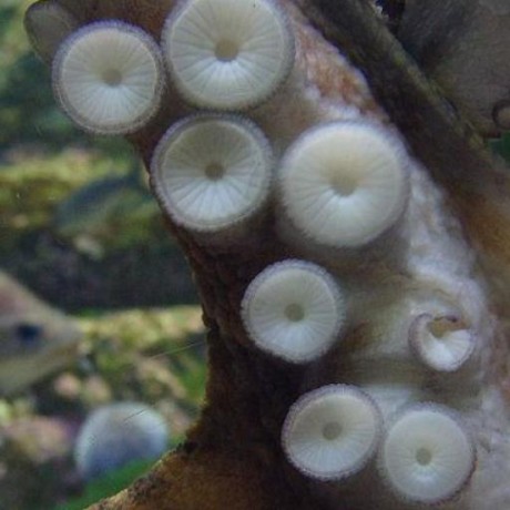 Github Tentacles From Outer Space So 2908822 Code For My Answer On - Light Photos - Beautiful HD Collection