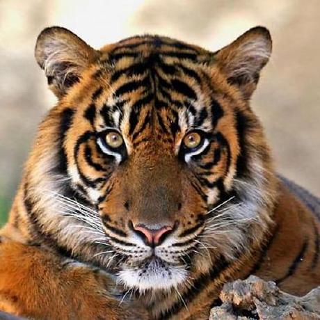 Github Tiger Leo Image - Colorful Patterns - Incredible Retina Collection