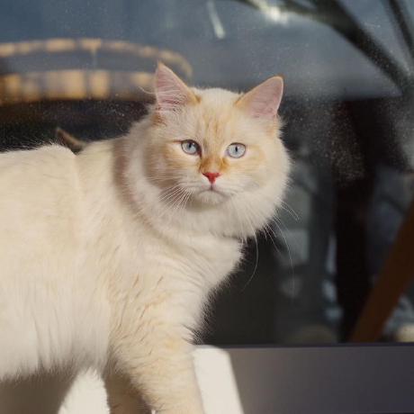 Elisacamarena Elisa Github - Best Minimal Pictures in Desktop