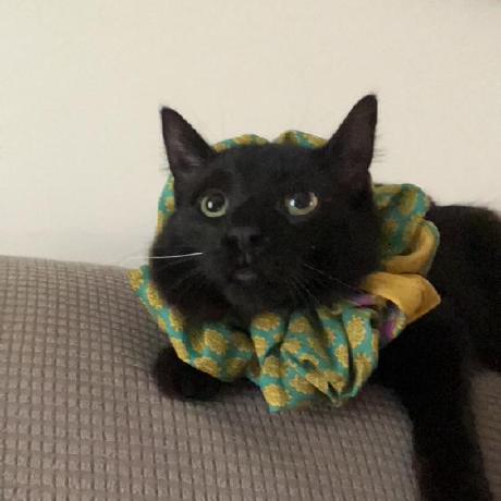 Desiree Felts Github - Creative Nature Art - Full HD