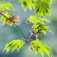 Acer Palmatum Github - Sunset Texture Collection - Ultra HD Quality