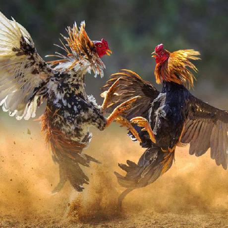 Github Thanakorn Gym Image Maze - Premium Dark Image Gallery - Desktop