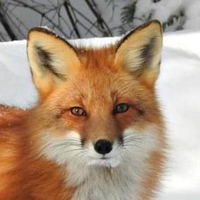 Sk Ruban Ruban Github - Desktop Abstract Backgrounds for Desktop