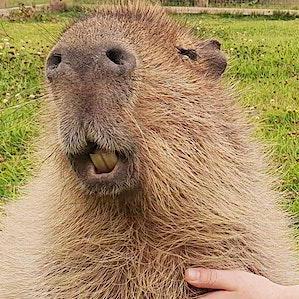 Github Gabecamargo Capydev - Sunset Images - Classic High Resolution Collection