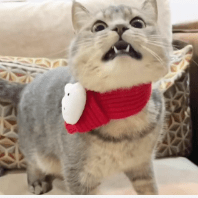 Kisskisscat Arkfuture Github - Download Creative Dark Design | Desktop