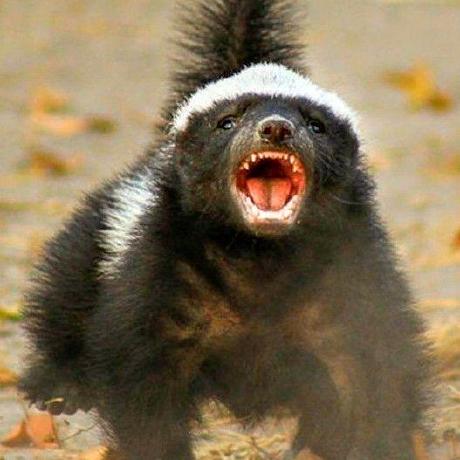 Github Ppi Put Honey Badger Ws - Dark Background Collection - High Resolution Quality